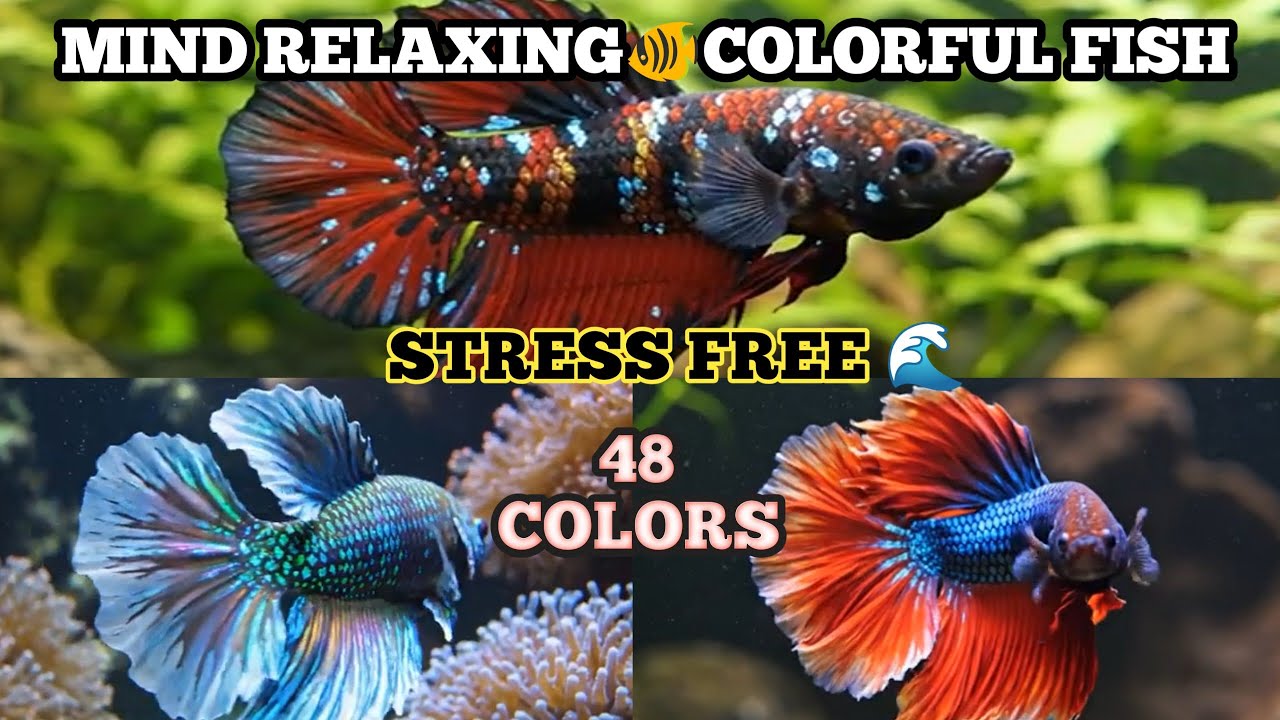 Amazing 48 Betta Fish Colors in Aquarium | Betta Fish Lovers Special