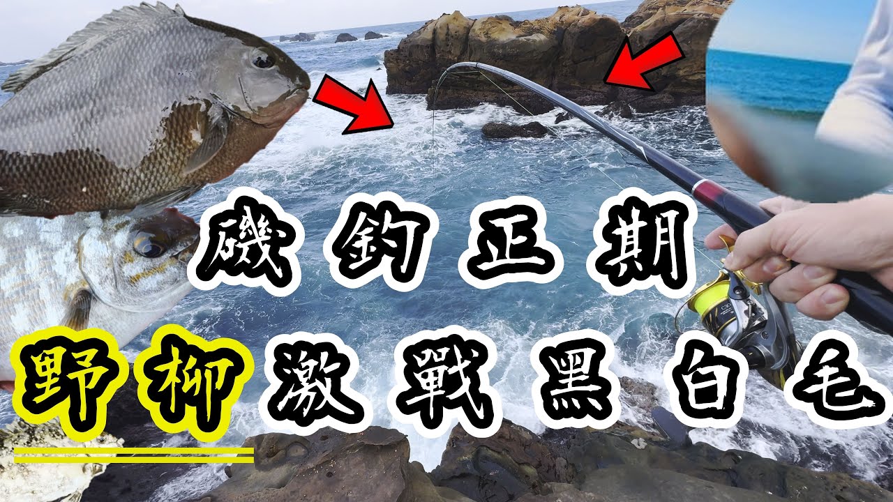 【北海岸海釣】野柳駱駝峰 良型黑白毛、五指臭肚 冬季磯釣釣況分享 (Camel Hump of Taiwan’s Northern Coast) 2023/12/24
