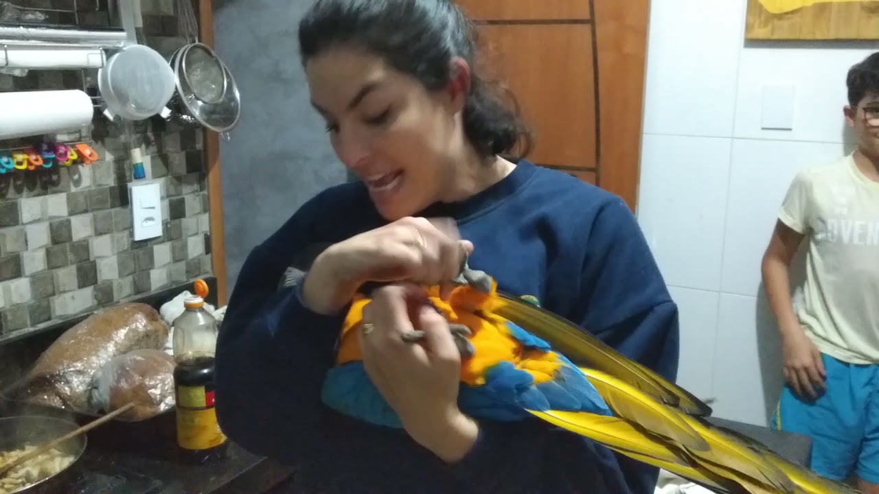 Arara pedindo comida pra dona e fica brava - macaw asks for food and fights because he didn't get it