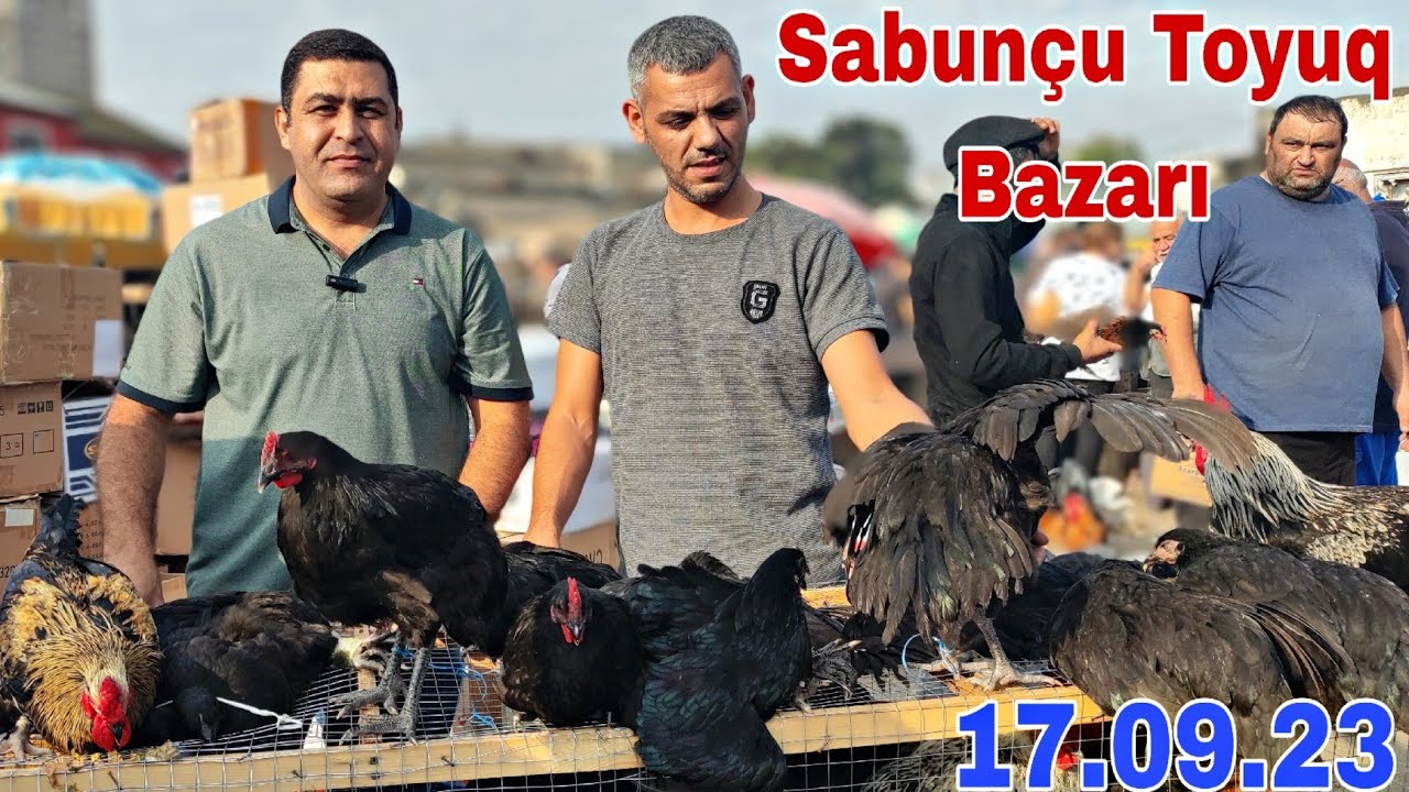 Sabunçu Toyuq Bazarı 17 sentyabr 2023 @mubarizemintv2271  0706208803