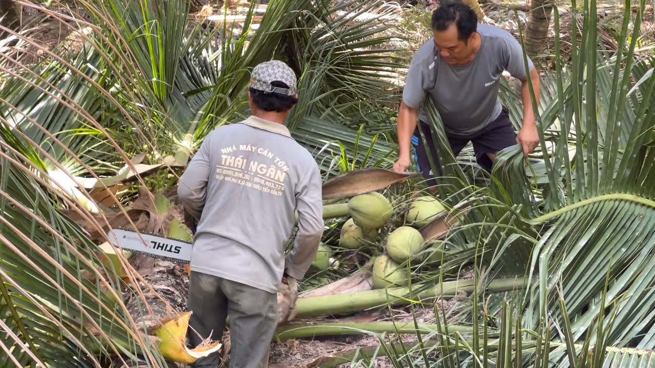 Dừa Đang Sai Trái Nhưng Buộc Lòng Cưa Hết |Atml