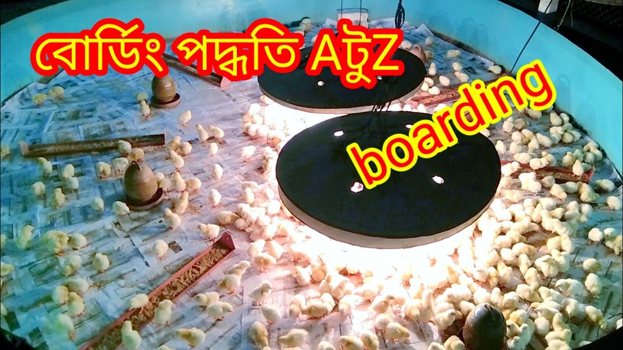 ৫ মিনিটের মধ্যে বয়লার মুরগির বোর্ডিং করা শিখে নিন ব্রয়লার মুরগির বুডিং করা শিখুন এ টু Z 🐔🐔||