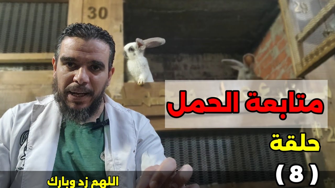 سلسلة ارانب علي محمدين متابعة الحمل او العشار حلقة(8)