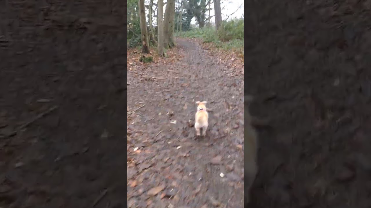 A boxing Day ramble walk and talk with the little dog