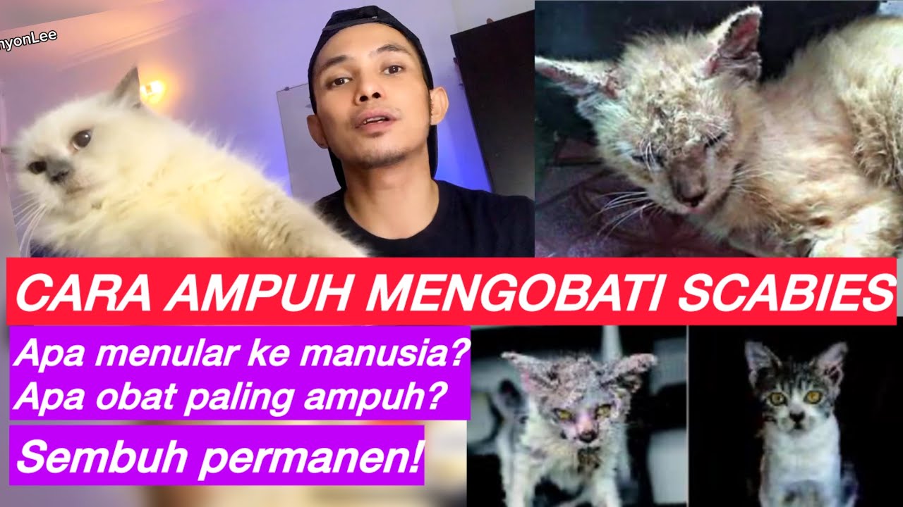 OBAT AMPUH KUCING SCABIES | Cara mengobati scabies kucing & rekomendasi obat scabies kucing