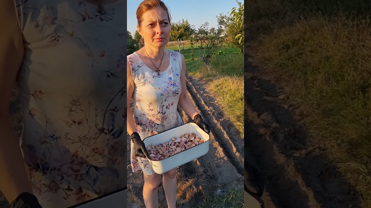 Садимо часник на зиму. Технологія вирощування,  від посадки до збору врожаю.