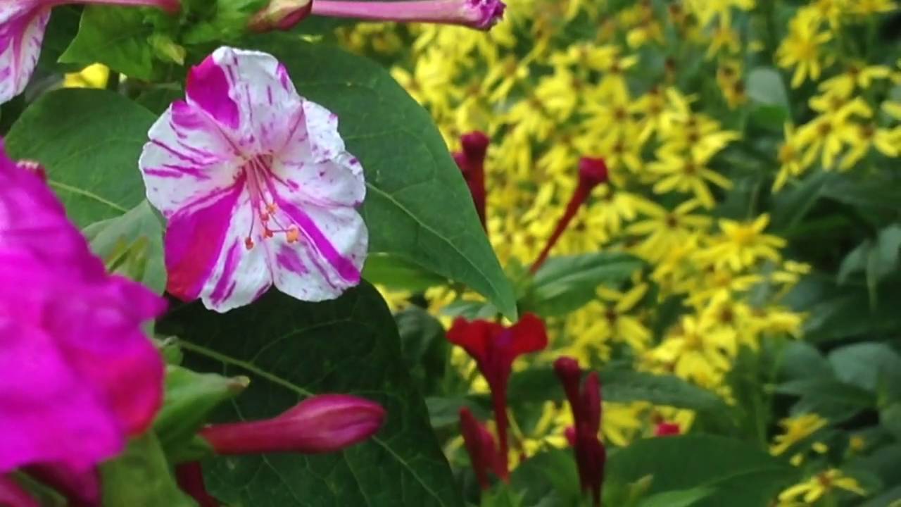Wunderblume; mirabilis jalapa