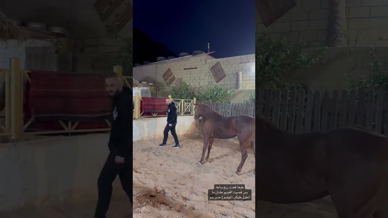 كيف تكسب ثقة خيلك وتجعله يحبك بسرعه #خيل_عربيه_اصيله #خيل #اكسبلور
