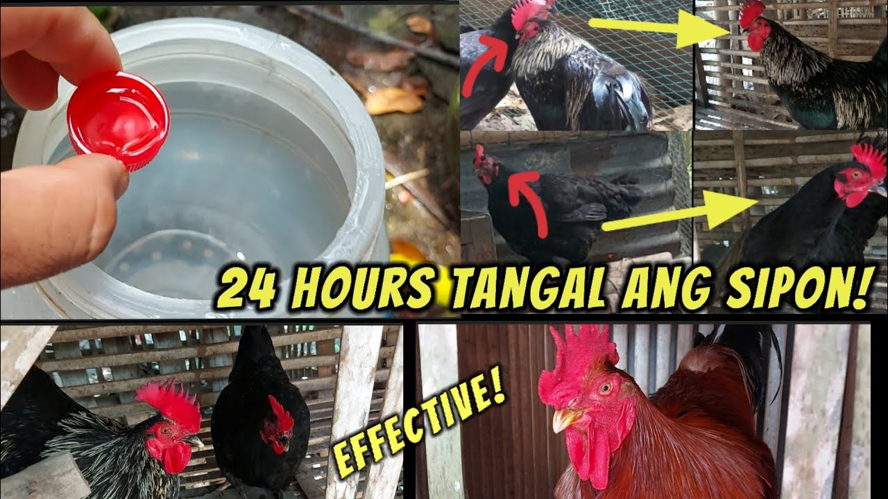 Mura at Epektibong pang tangal ng sipon sa manok, isang araw lang tangal ang sipon!!