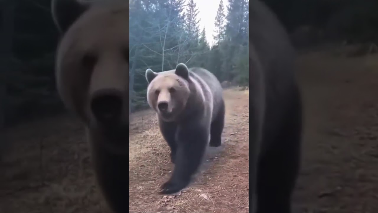 Видеозапись нападения медведя гризли...