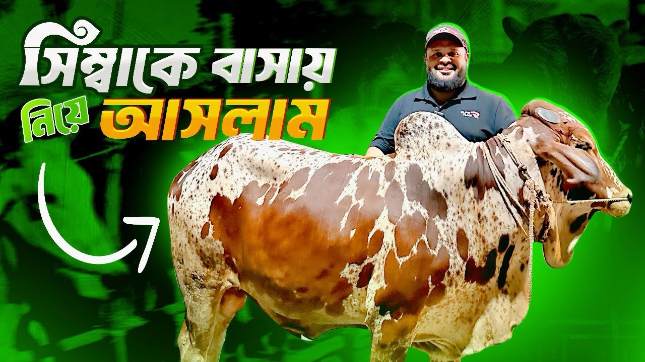 সিম্বাকে বাসায় নিয়ে আসলাম