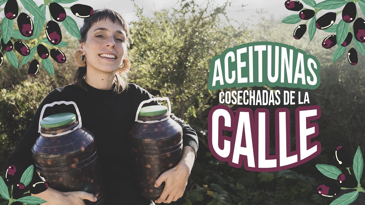 🌳 COSECHAMOS ACEITUNAS DE LAS VEREDAS | Receta en salmuera