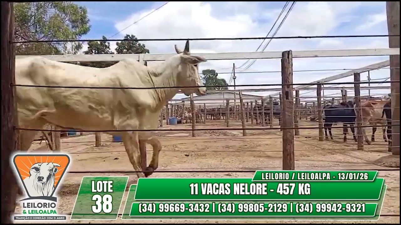 LOTE 38   11 VACAS NELORE   457 KG - LEIL&Atilde;O GADO MISTO - LEILORIO & LEILOALPA - 13/01/2026