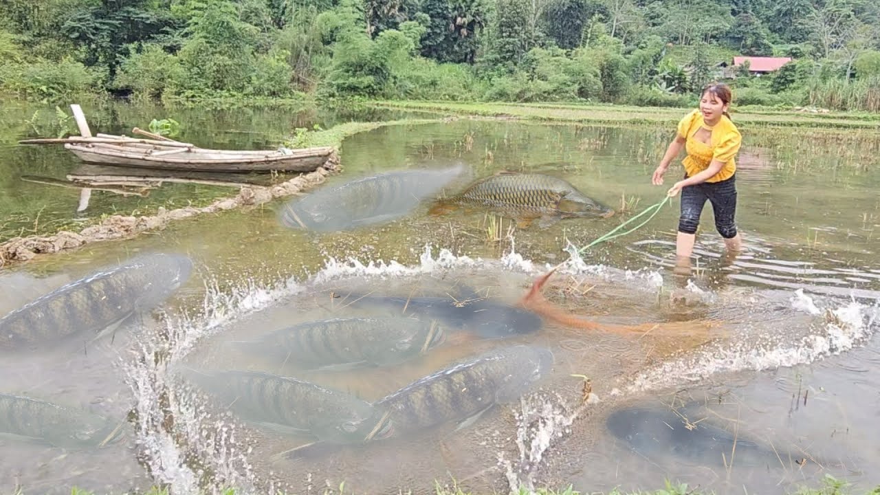 Bait fish overnight in the puddle, get a lot of big fish for the girl's survival on the lake.