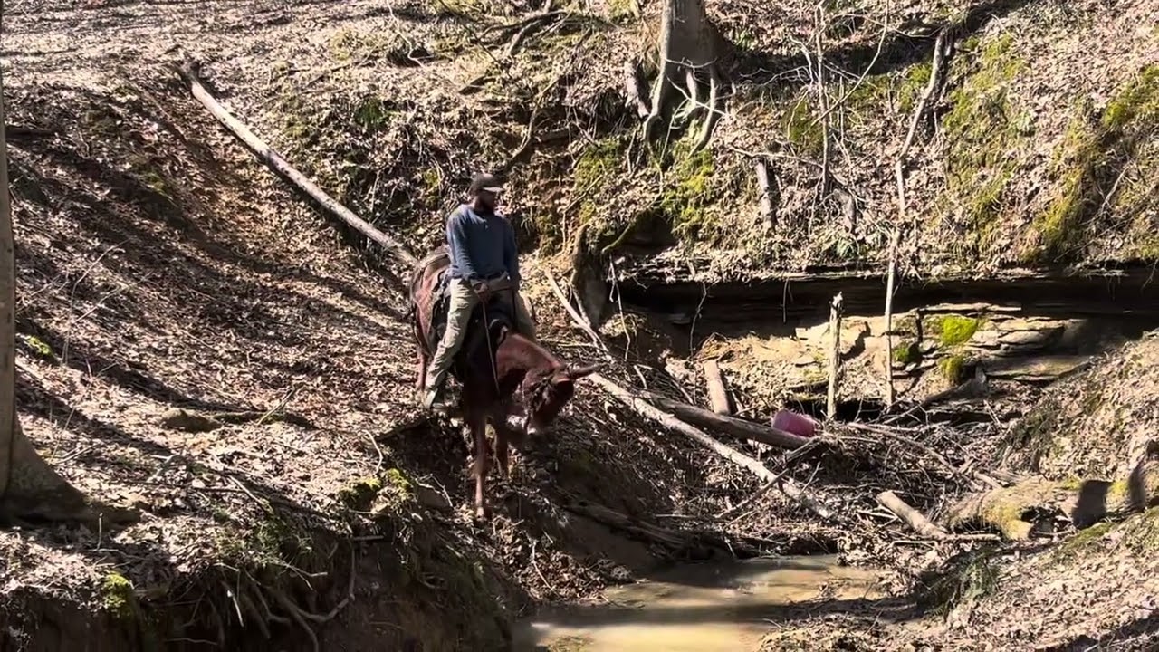 Gunslinger 3 year old gaited John mule