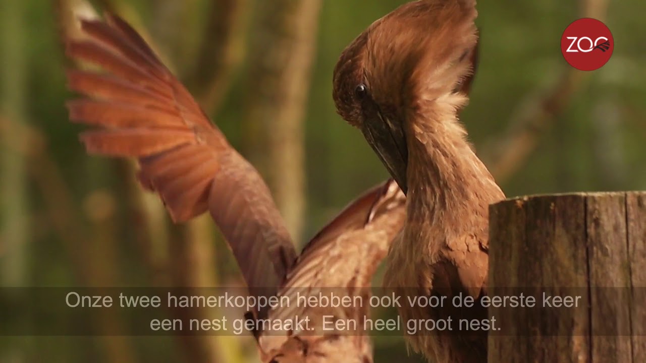 Verrassende vogelnesten op de Buffelsavanne