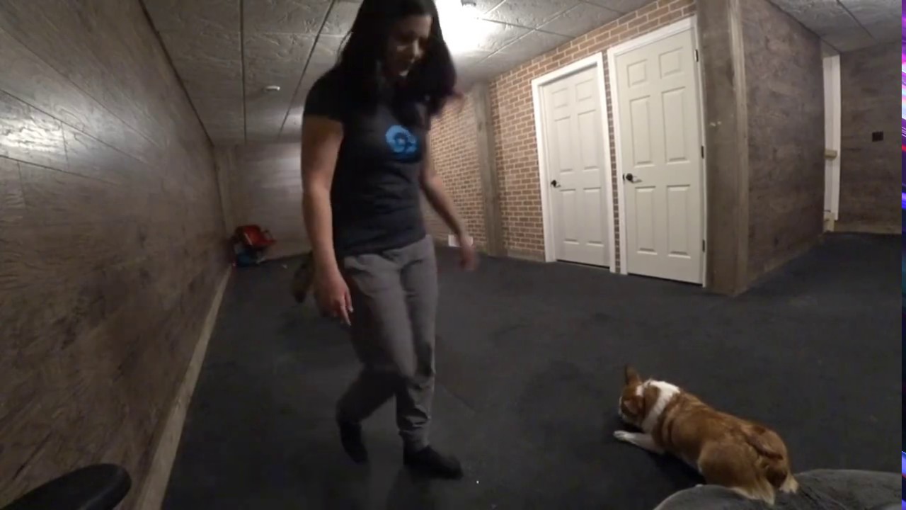 underflowR\Rania playing with doggos