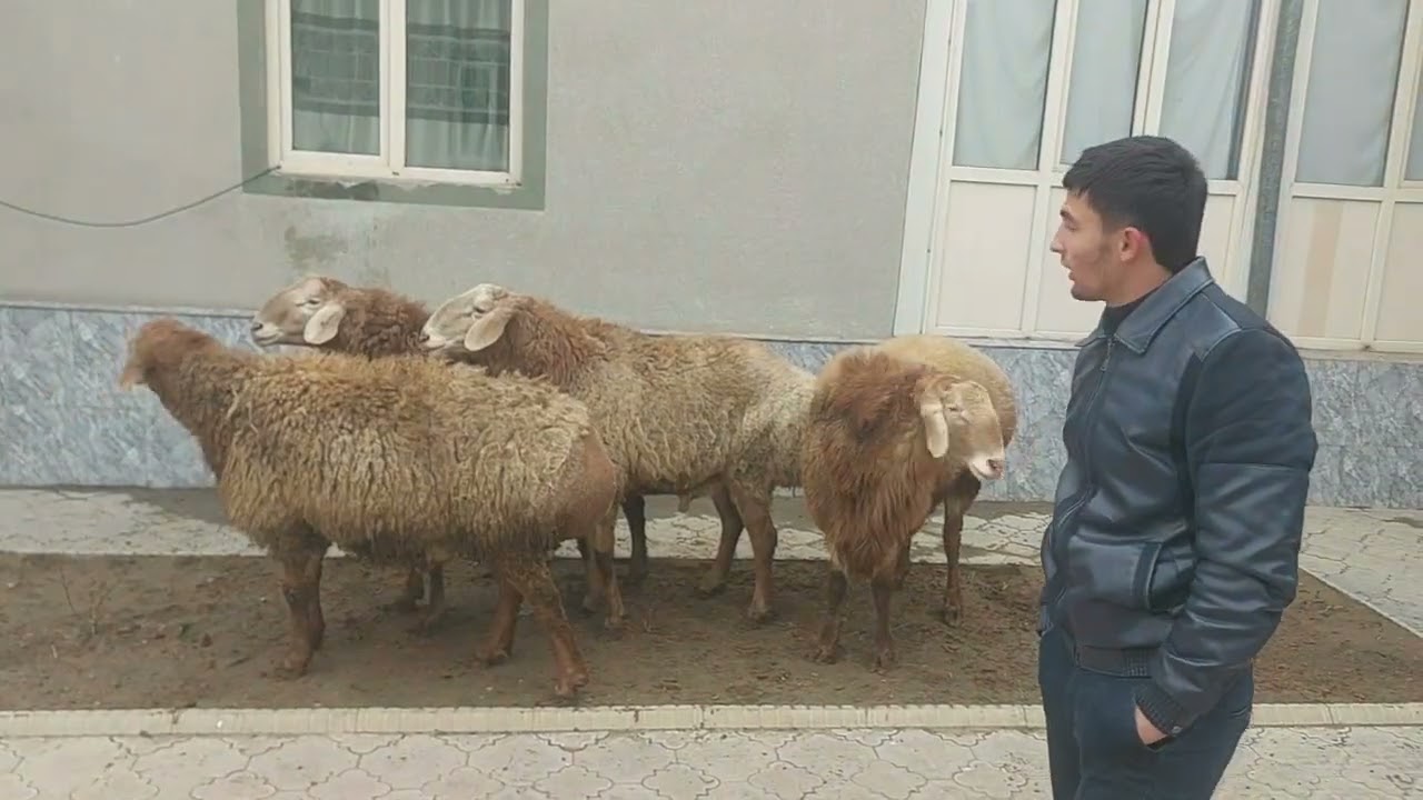 Молҳои Арашан дар ноҳияи мастчоҳ 150 КГ