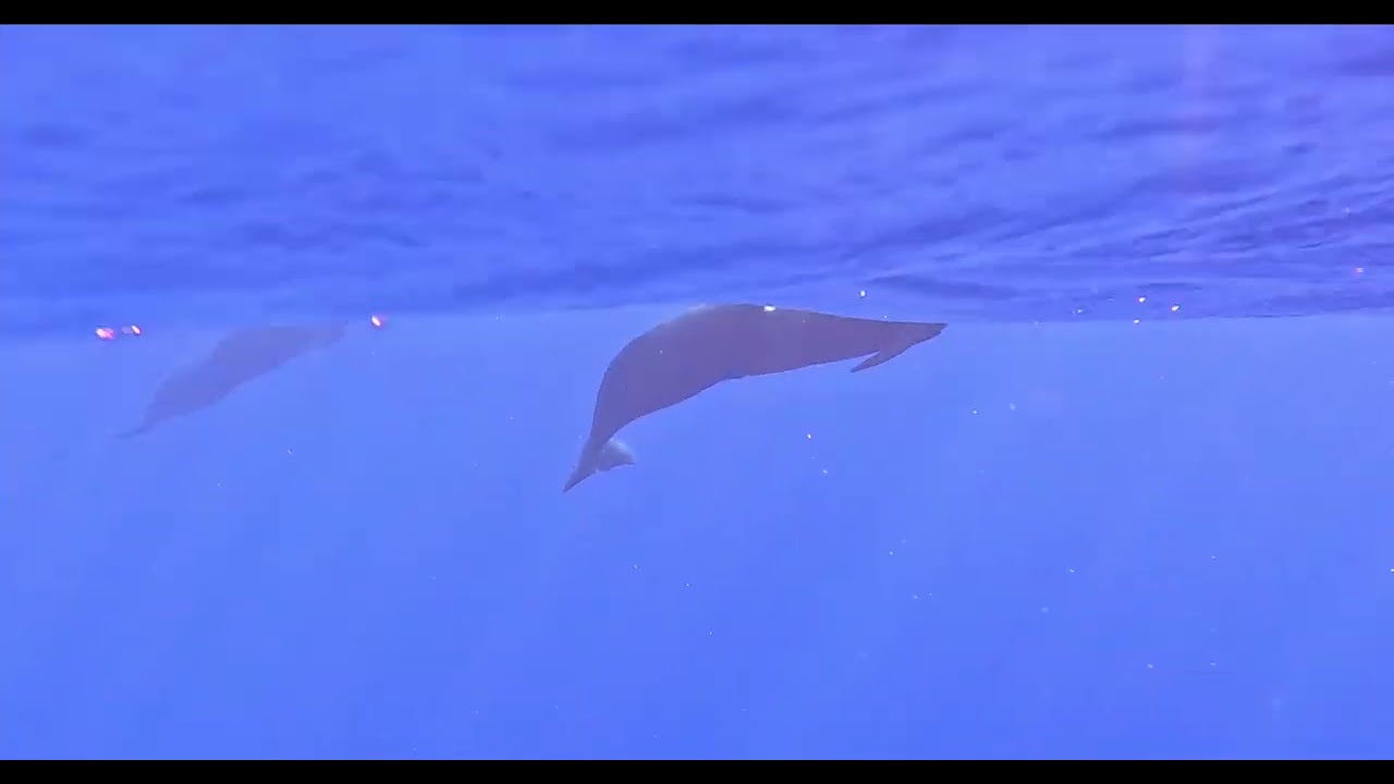 Kona Pilot Whales