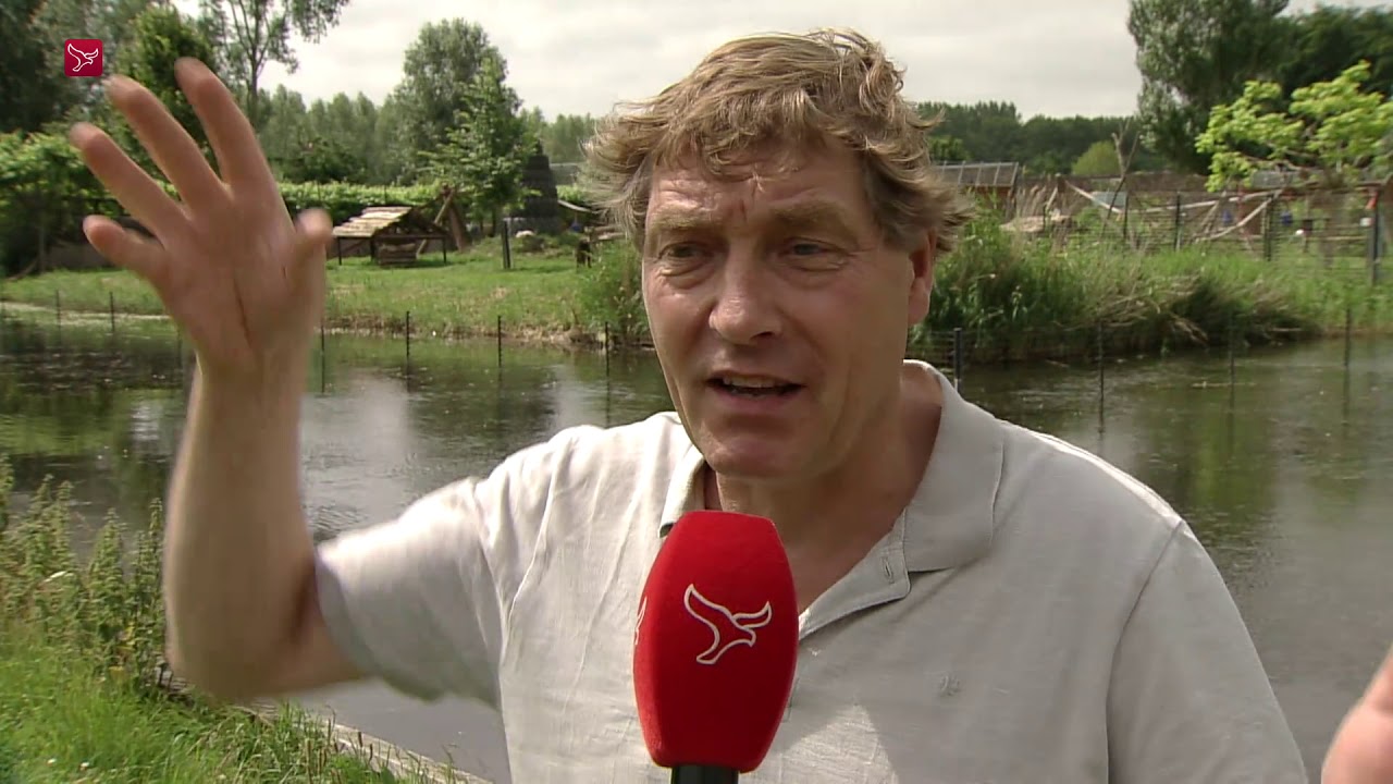 Berberaap ontsnapt bij stichting AAP