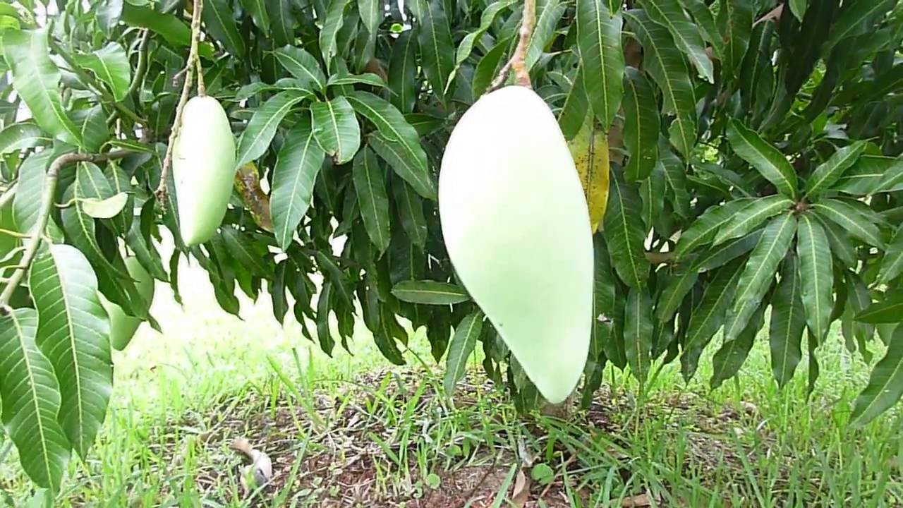 Nam Doc Mai Mango Tree - Part 7