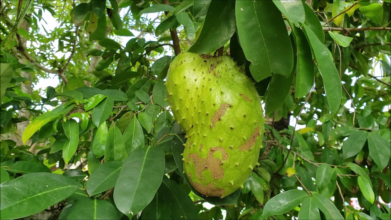 Jamaican Soursop Fruit | 100% Organic | Freshly Picked - This Is How I Often Have It :-)