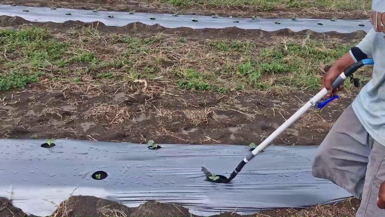 SMART FARMER’S CREATIVE HACK: BOOST WATERMELON SEEDLINGS WITH LIQUID FERTILIZER!-Agriculture Farming