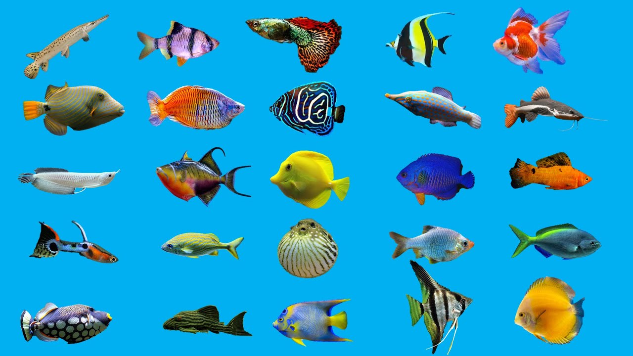 Aquarium Fish Names || Types of Aquarium Fish || Fish Vocabulary