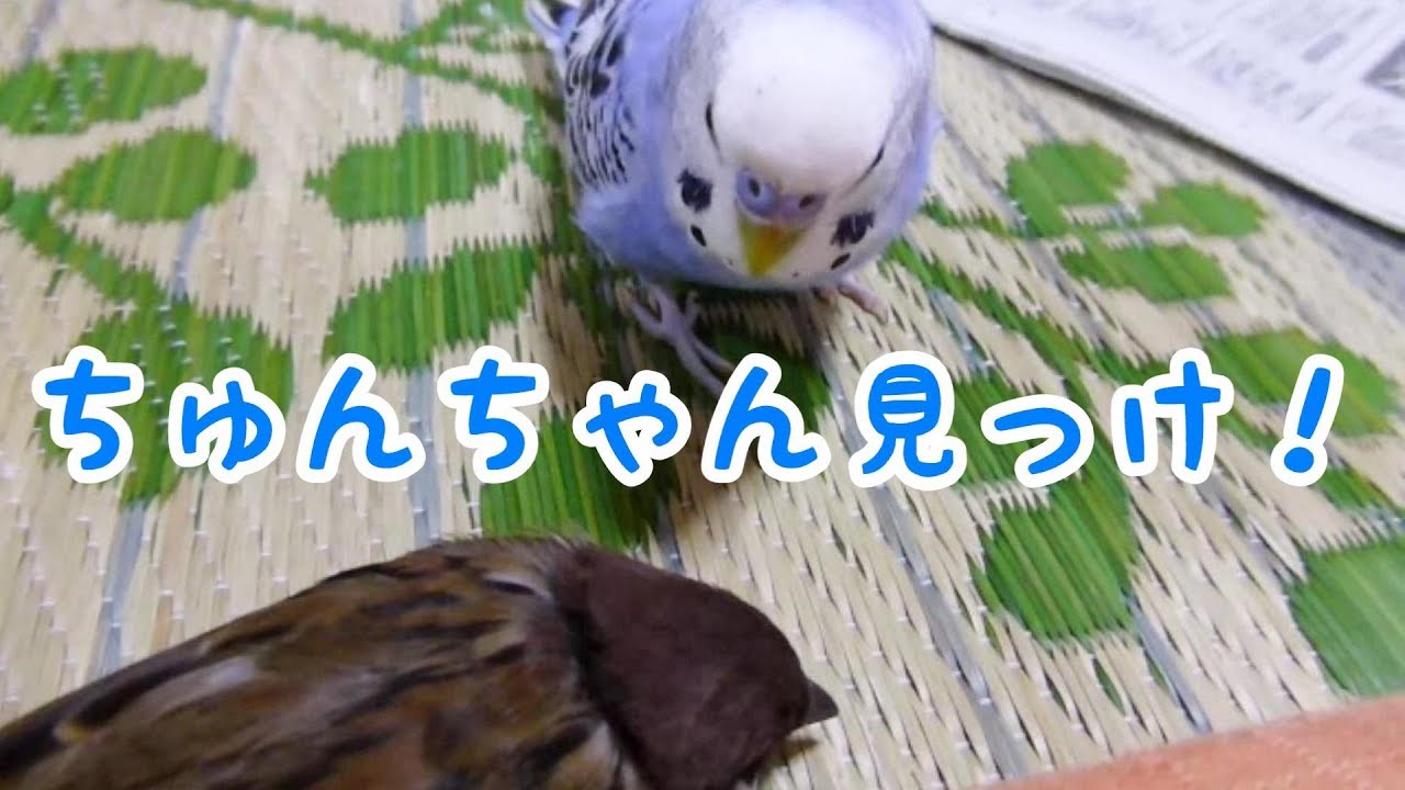 遊んでいる途中でちゅんちゃんを見つけてしまったポコちゃん