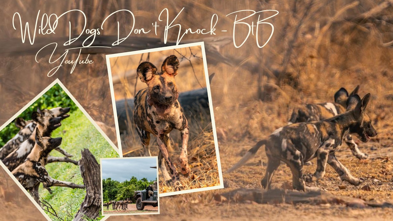 Wild Dogs Don't Knock