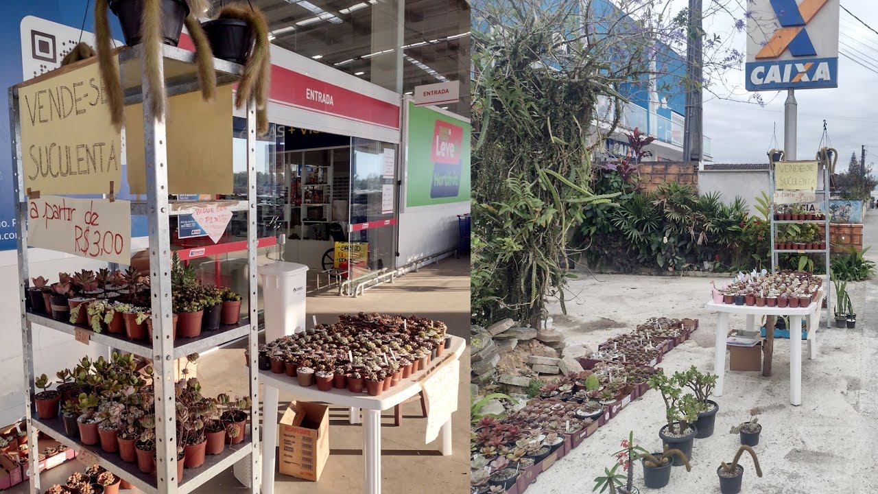 Quanto ganhei vendendo suculentas no mercado e na beira da rua?