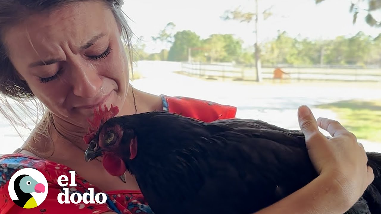 Gallina rescatada pone su primer huevo 🐓🥚 | El Dodo