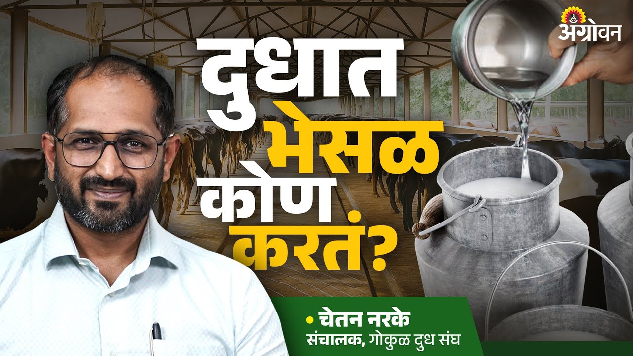 Dairy in Maharashtra:  राज्यातील दूध भेसळीची नेमकी भानगड काय? | Agrowon