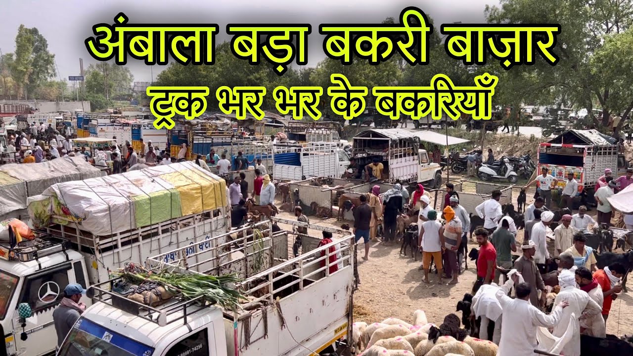 अंबाला बड़ा बकरी बाज़ार ट्रक भर भर के बकरियाँ @farming baba Ambala goat market truck bharke goats