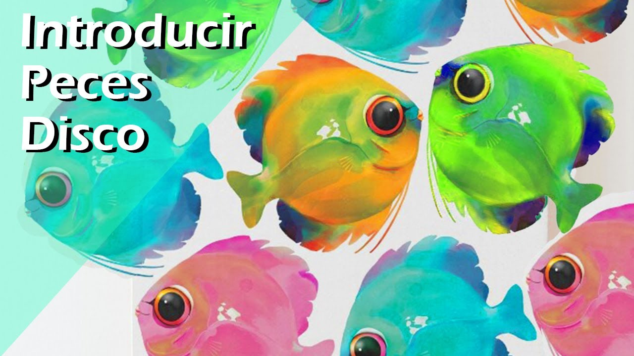 168⏬✴️.- ¿Cómo INTRODUCIR PECES DISCO en un ACUARIO COMUNITARIO sin riesgos?