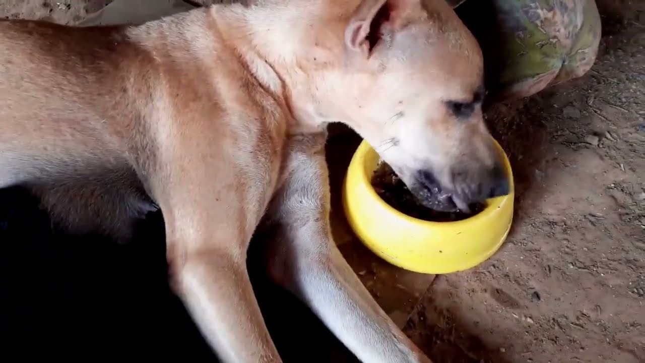 Feeding family mama dogs and puppies | Rescue dogs160