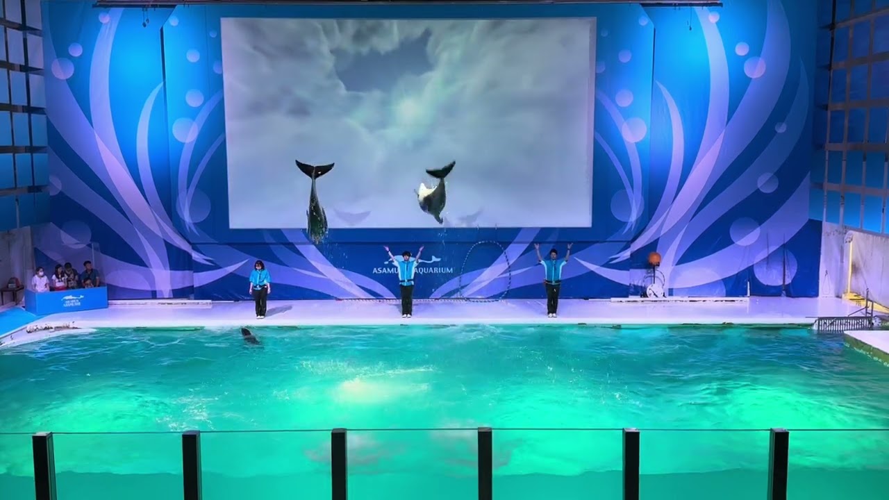 浅虫水族館　Asamushi Aquarium  2025.8.1  Aug 1st  イルカショー　後半　カマイルカdolphin show