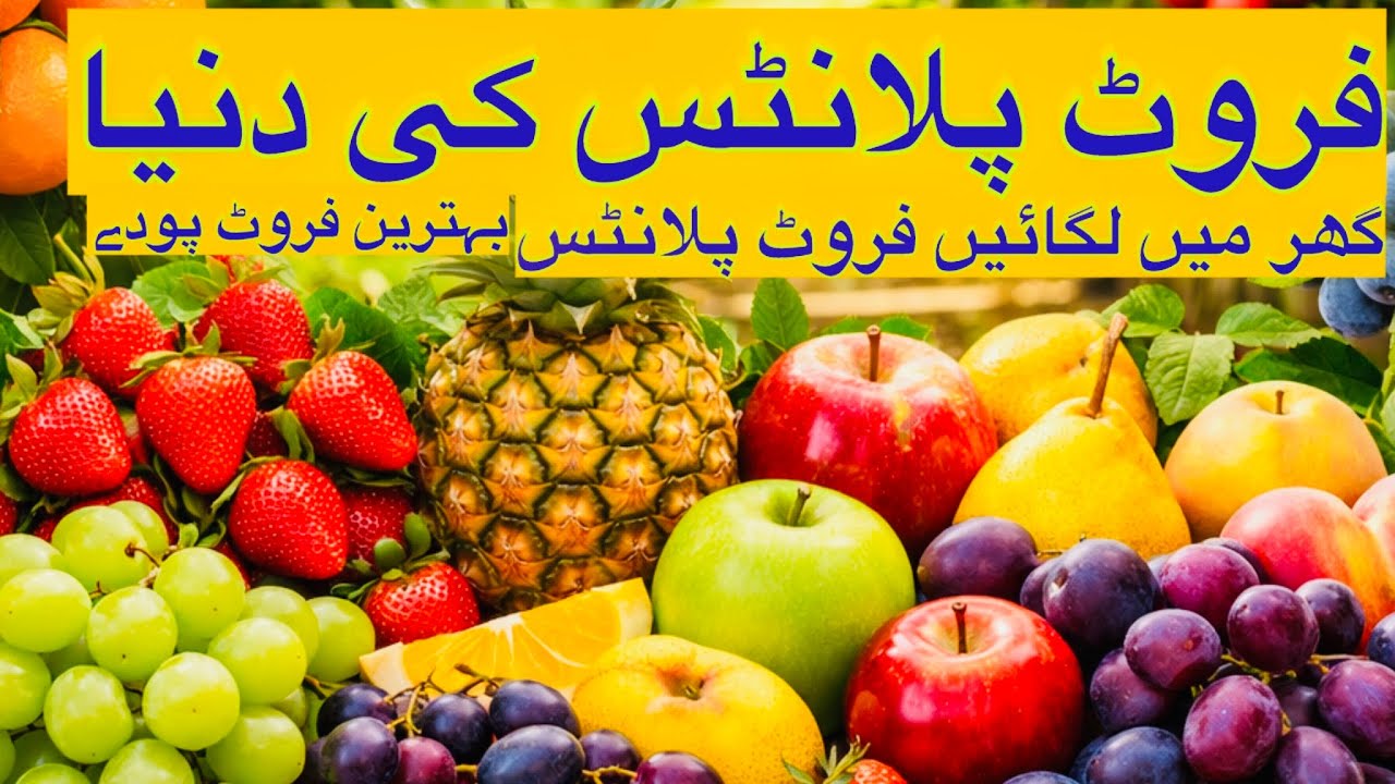 Karachi Nursery Plants || Fruit Plant Pursery in Karachi || Best Nursery in Karachi || Gardening