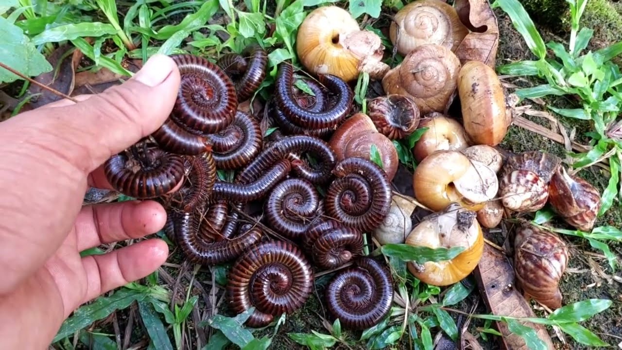 In the evening I go out to catch snails and millipedes #millipedes#snails#insects#