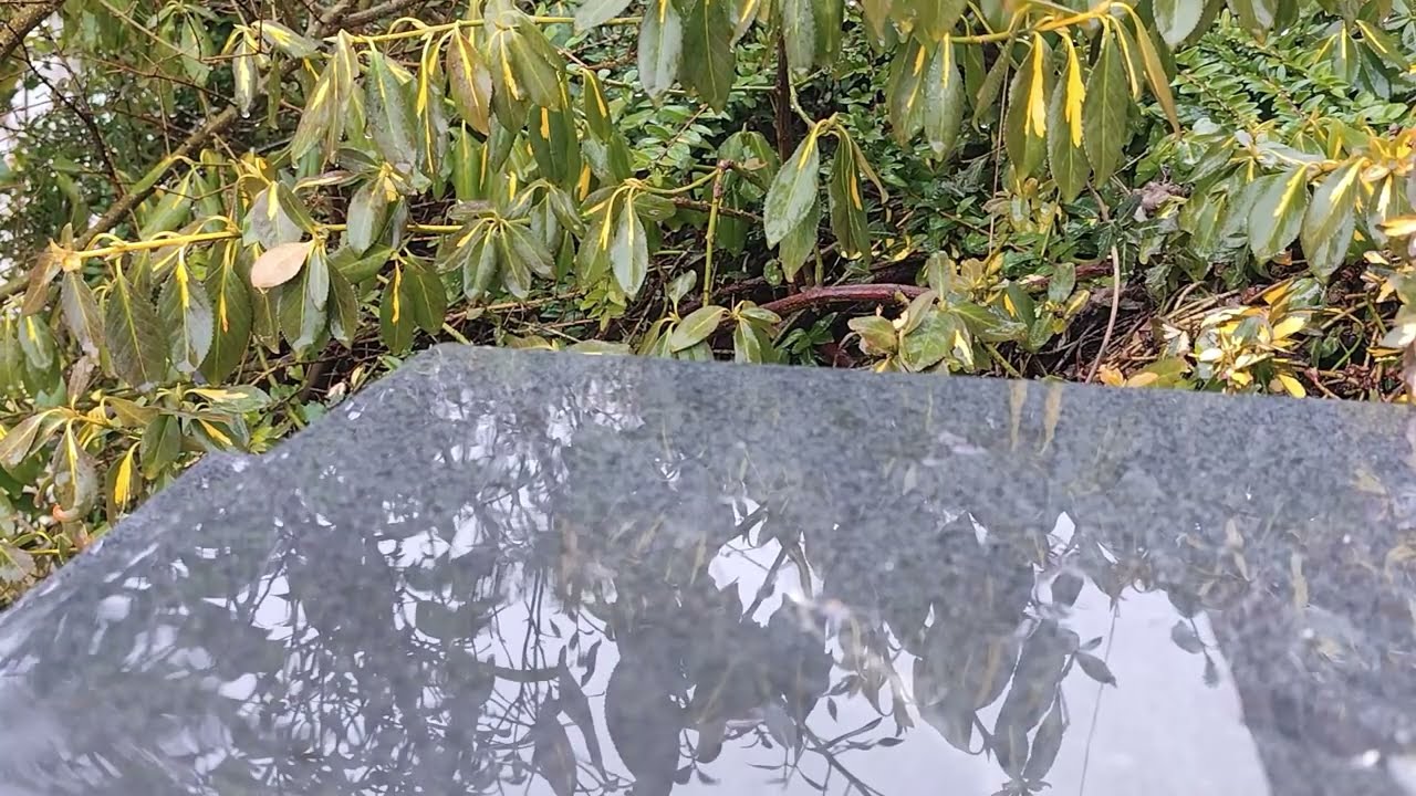 😴🌧️ 30 Minutes of soothing Rain hitting smooth Stones in a calm Garden | Rain ASMR