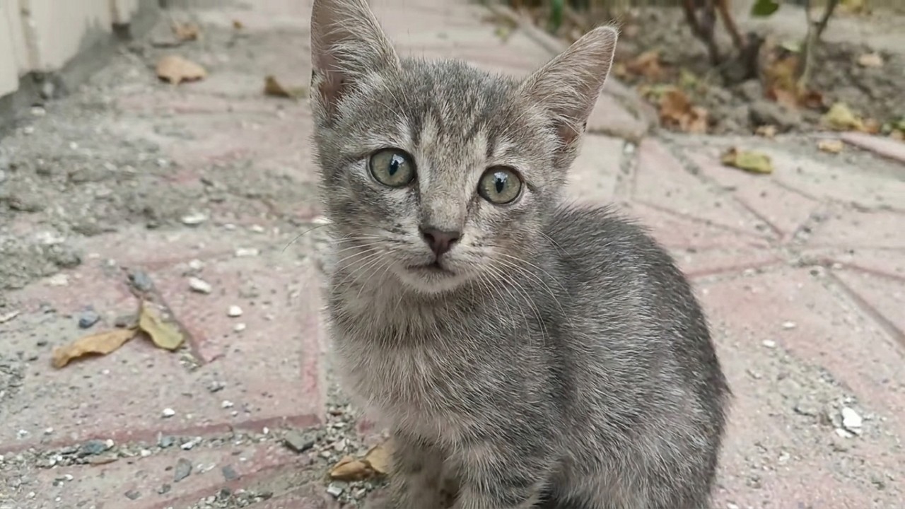 New the best cat videos that are interesting and much loved, kittens videos😻