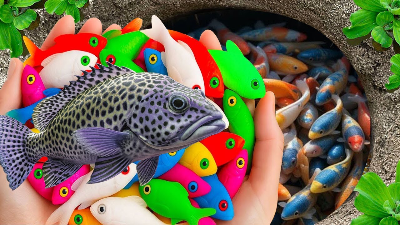 Catch beautiful aquarium fish in colorful surprise eggs, goldfish, baby turtle, platy fish, eel.