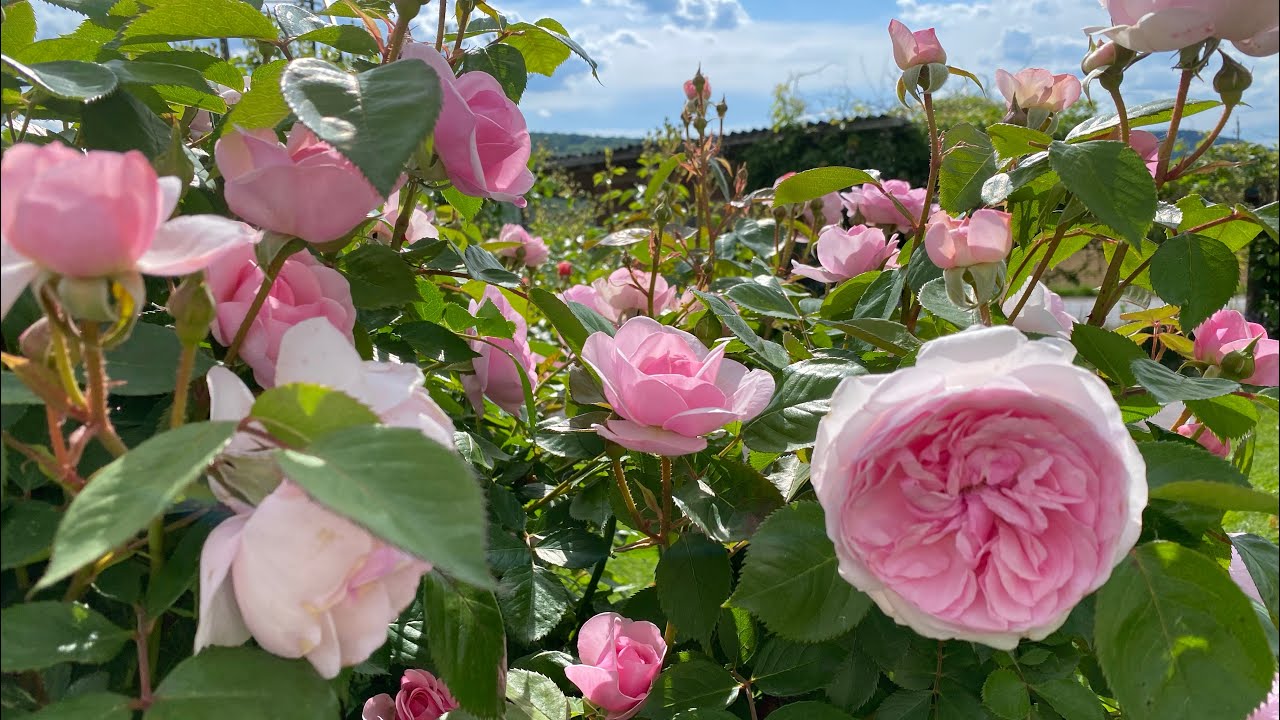 Eine meiner Lieblingsrosen: Olivia Rose Austin