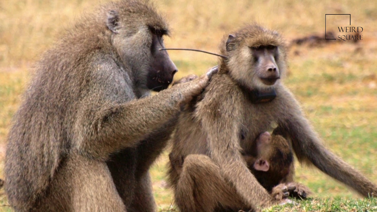 Interesting facts about Yellow Baboons by weird square