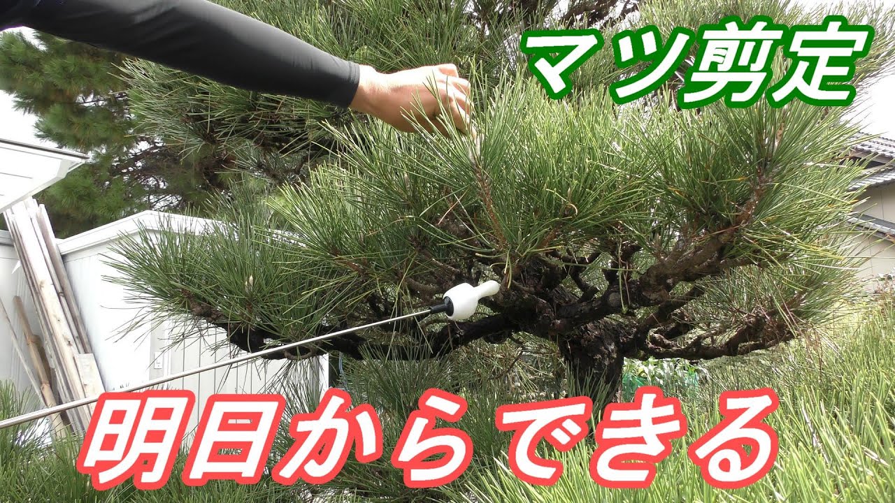明日からできる松の剪定【DIY】