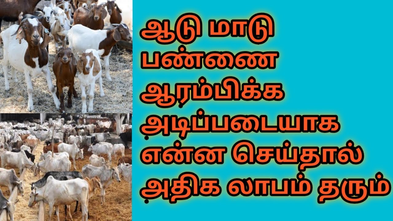 ஆடு மாடு பண்ணை ஆரம்பிக்க முதலில் செய்ய வேண்டியது 