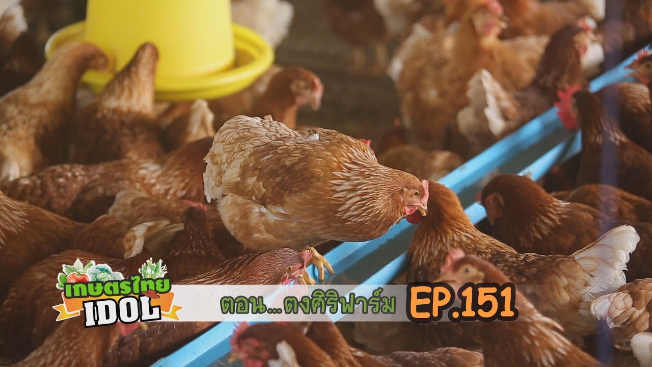 เกษตรไทยไอดอล | EP.151 ตอน ตงศิริฟาร์ม | 7 ธ.ค.61