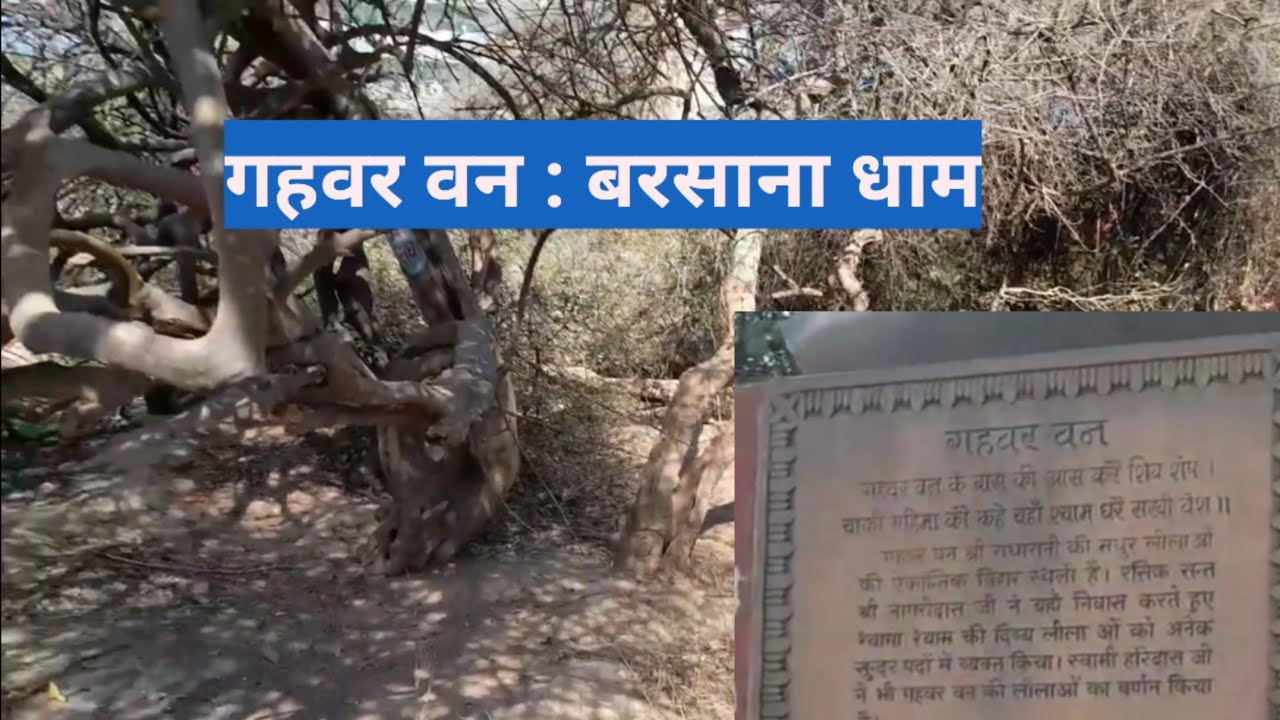 गहवर वन : बरसाना परिक्रमा / Gahvar Van #gahvarvan