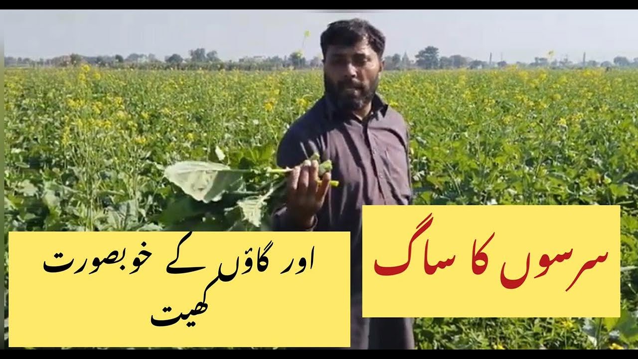 Sarsoo ka saag aur gaon k khobsoorat khait