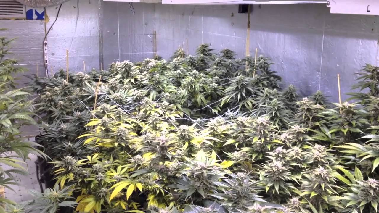 Pinkman Goo - 5000w, 6 strain genetics run, ep4-5, ebb N grow bucket system, full setup, NO Co2